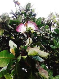 Low angle view of flowers on tree