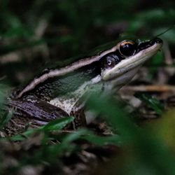 A little frog is searching for its food near a pond.