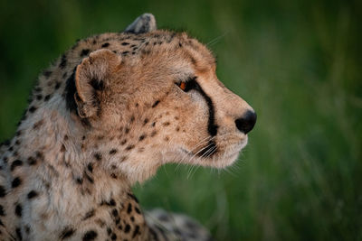 Full length of cheetah on field