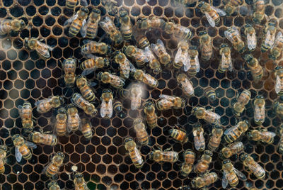 Close-up of bees