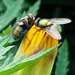 Close-up of insect on flower