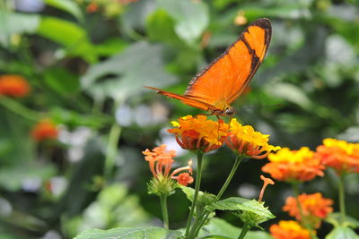 Close-up of butterfly on orange flower