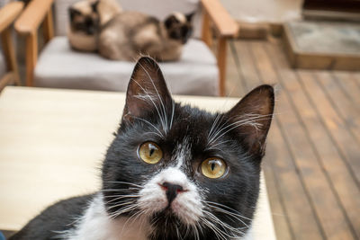 Sitting comfortably in a chair, staring at a cow and cat in front of him