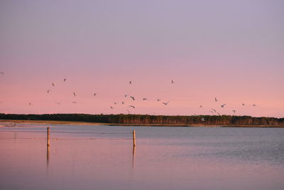 Birds flying over lake against sky during sunset