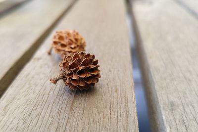 High angle view of dried leaf on wooden table