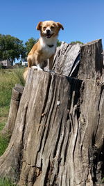 Portrait of dog on wood against sky