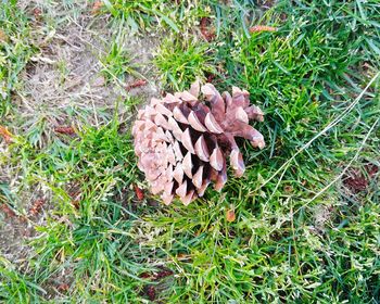 Close-up of mushroom growing on grassy field