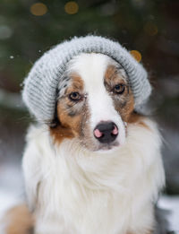 Close-up portrait of white dog outdoors during winter