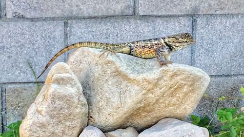 Close-up of lizard on rock