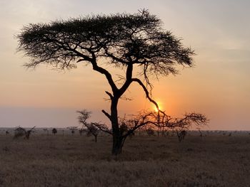 Tree on field against sky during sunset