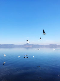 Seagulls flying over sea against blue sky