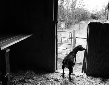 Dog on wall