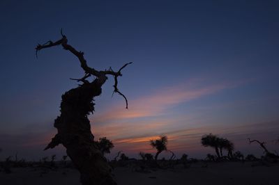 Bare trees against sky at sunset