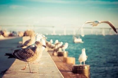 Seagull perching on railing