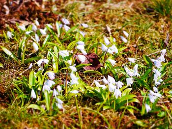 Close-up of white crocus flowers on field