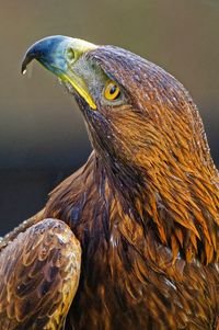 Close-up of eagle