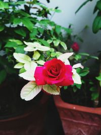 Close-up of red rose blooming outdoors