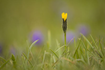 Close-up of flowering plant on field