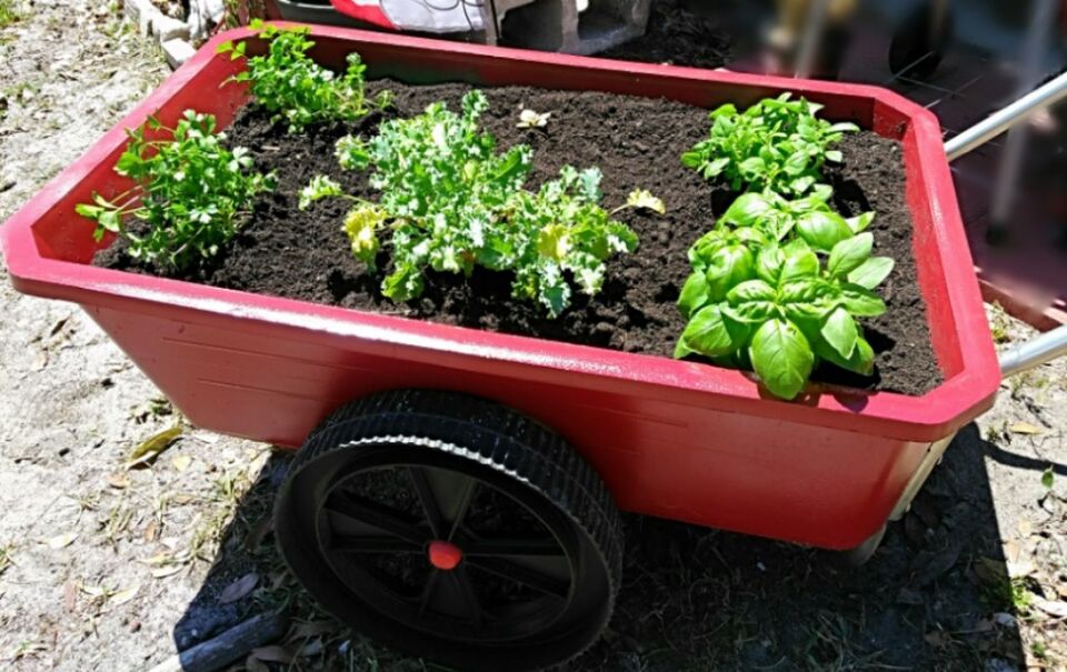 HIGH ANGLE VIEW OF PLANT AND PLANTS ON COBBLESTONE