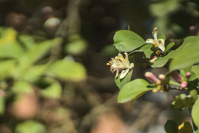 Close-up of flowering plant
