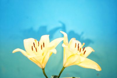 Close-up of yellow flower against blue sky