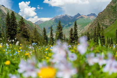 Close-up of flowering plants against sky