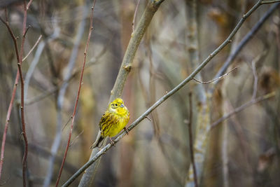 Close-up of bird perching on branch