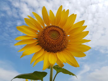 Close-up of sunflower against sky