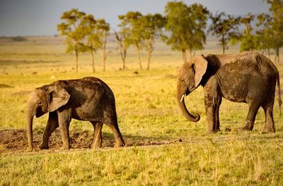 Side view of two elephants in grassland