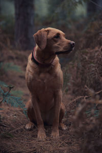 Dog sitting on land