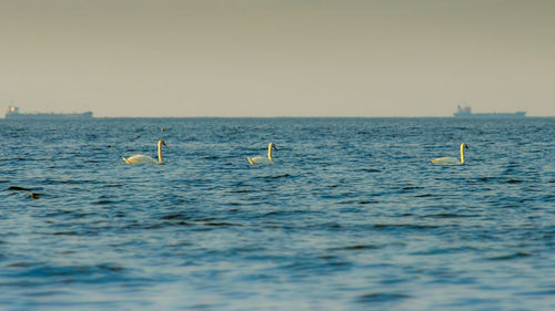 Swans swimming in sea against sky