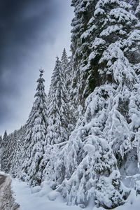 Snow covered tree against sky