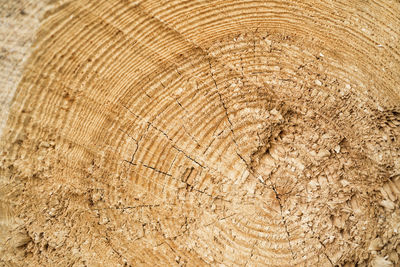 Full frame shot of tree stump in forest