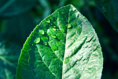 Sunlight and water drop on the leaf surface in the morinig