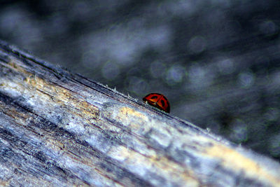 Close-up of insect