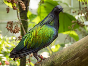 Close-up of bird perching on tree