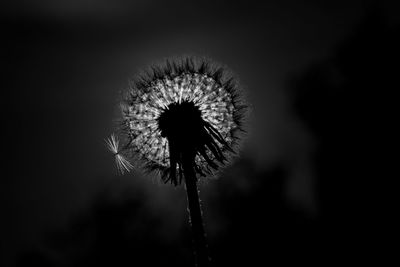 Close-up of wilted dandelion flower