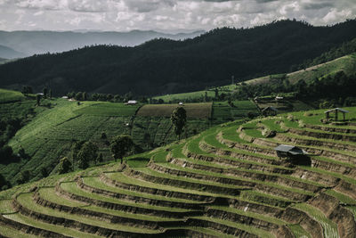 Rice terrace in northern thailand