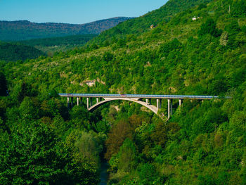 Bridge in forest