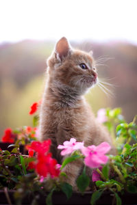 Close-up of a cat looking away