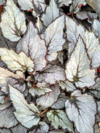 High angle view of fresh leaves