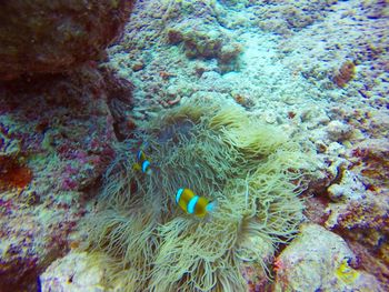 High angle view of coral in sea