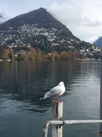 Bird perching on lake against sky