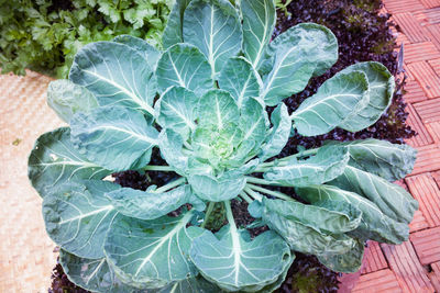 High angle view of fresh green leaf