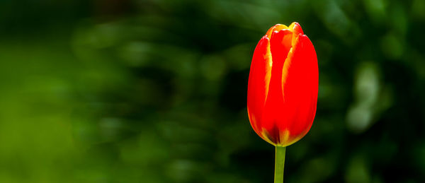 Close-up of red poppy blooming outdoors