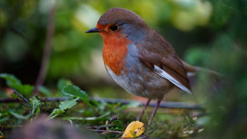 Close-up of bird perching on plant