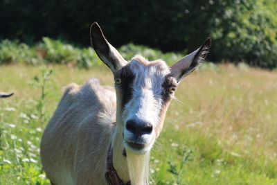 Close-up of a horse on field