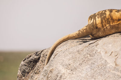 Lioness sleeping on a rock