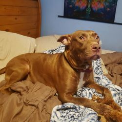 Dog lying on bed at home