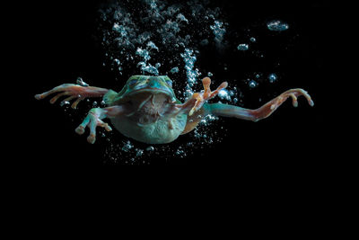 Close-up of tree frog swimming in water against black background